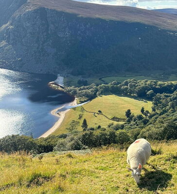 Ein Schaf grast auf einem sonnigen Hügel in Irland mit Blick auf einen tiefblauen See und eine grüne Landschaft. Im Hintergrund erstreckt sich eine Felsenformation.